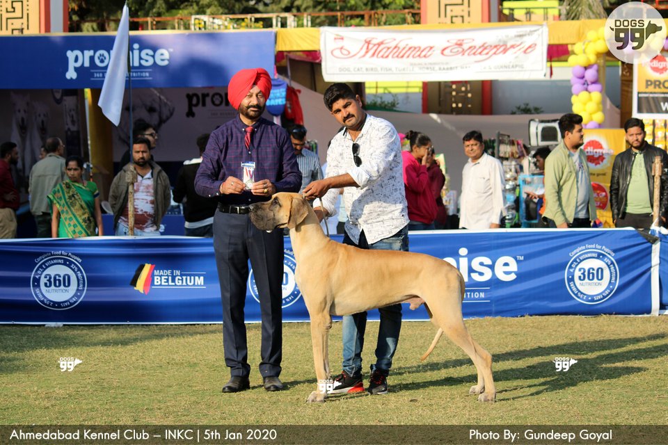 Ahmedabad Dog Show Inkc 2020 326 Dog Shows
