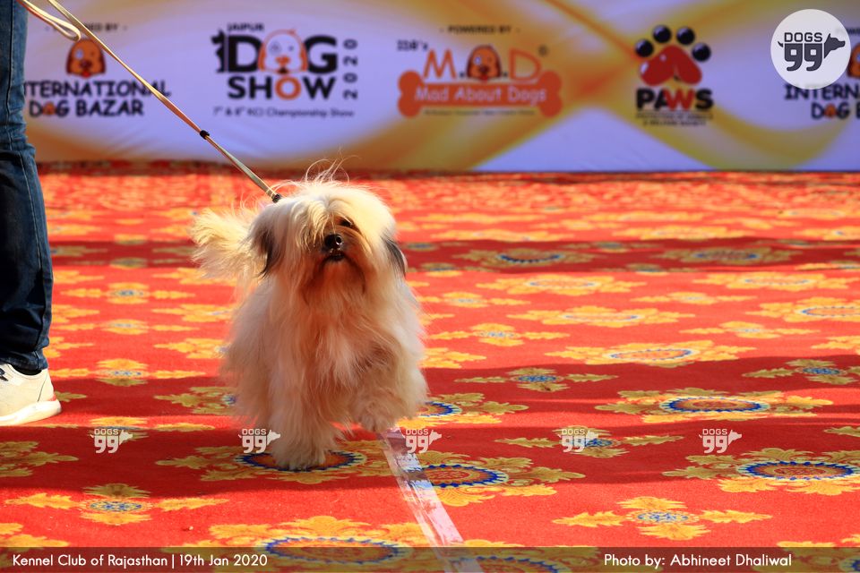 Jaipur Dog Show 2020 332 Dog Shows