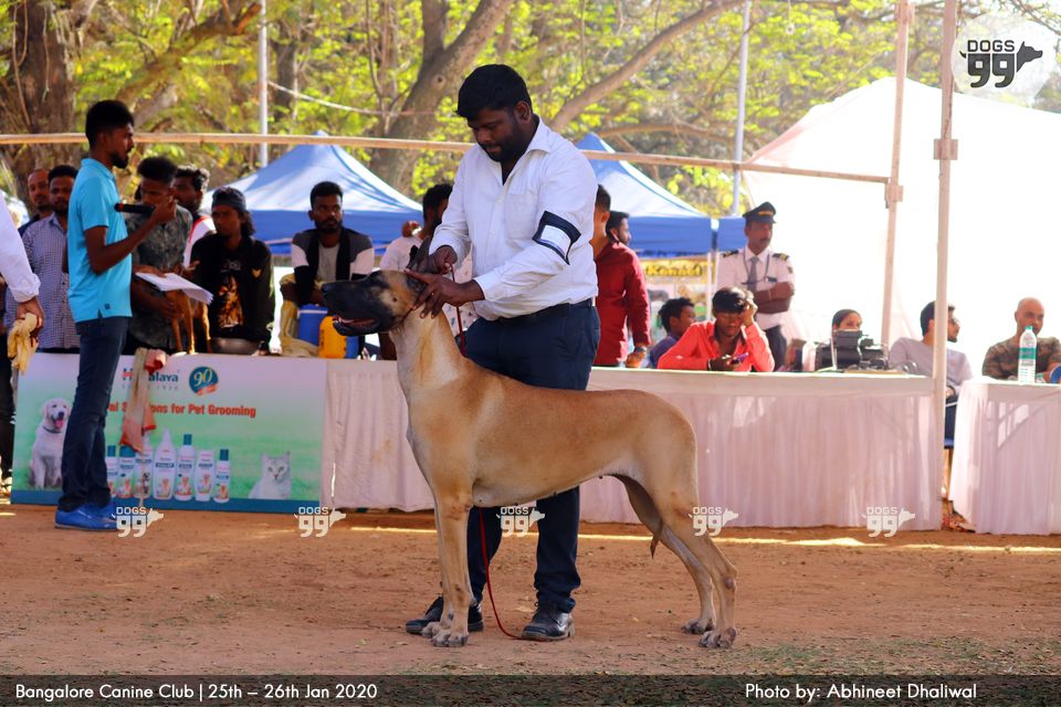 Bangalore Dog Show Bcc 2020 334 Dog Shows