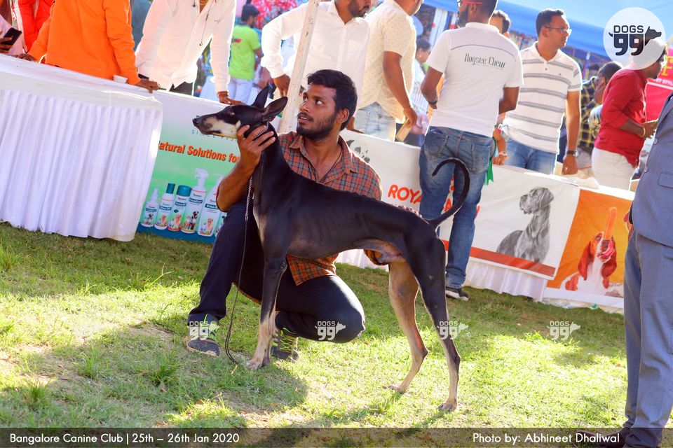 Bangalore Dog Show Bcc 2020 334 Dog Shows