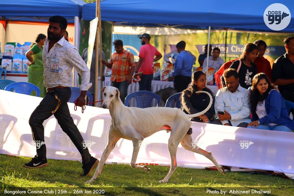 Bangalore Dog Show Bcc 2020 334 Dog Shows