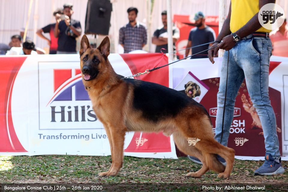 Bangalore Dog Show Bcc 2020 334 Dog Shows