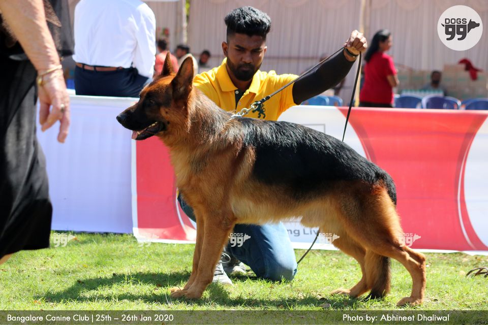 Bangalore Dog Show Bcc 2020 334 Dog Shows