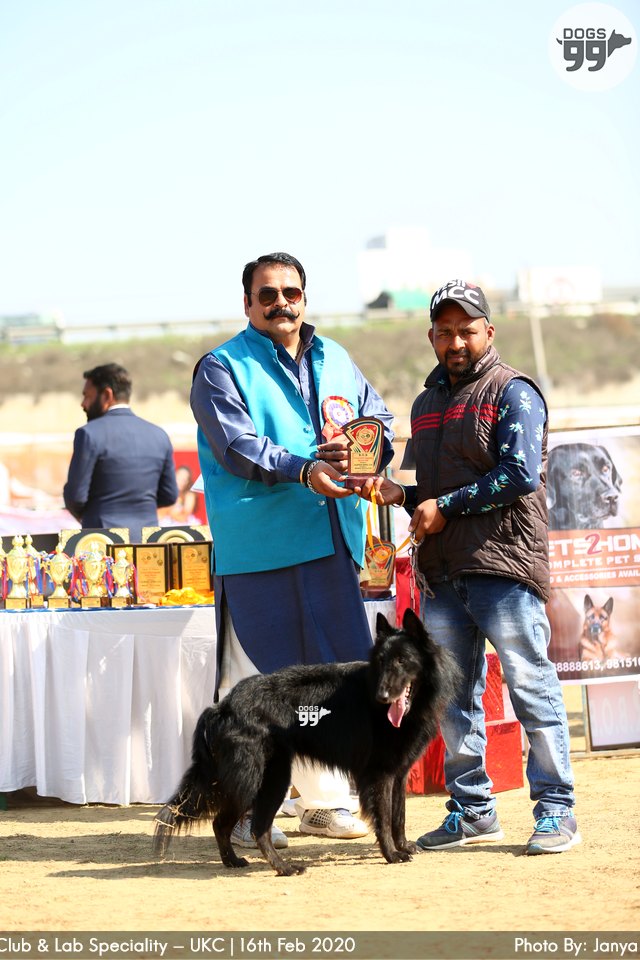 Jalandhar Dog Show Ukc 2020 345 Dog Shows