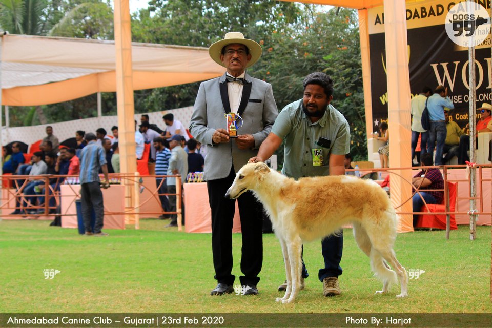 Ahmedabad Dog Show 2020 347 Dog Shows