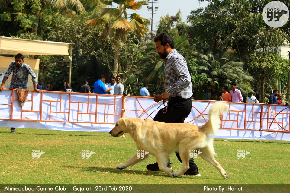 Ahmedabad Dog Show 2020 347 Dog Shows