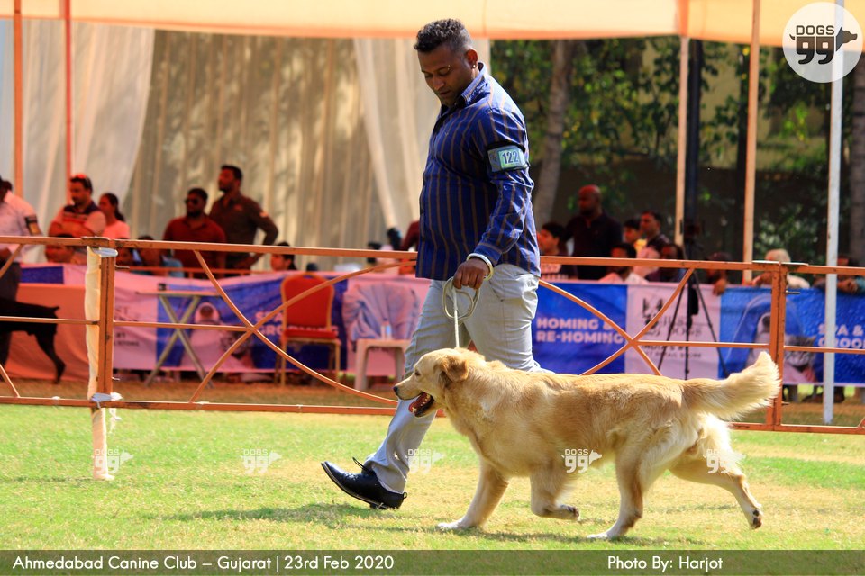 Ahmedabad Dog Show 2020 347 Dog Shows