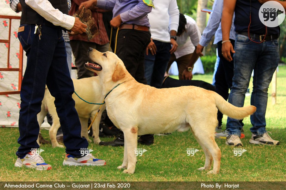 Ahmedabad Dog Show 2020 347 Dog Shows
