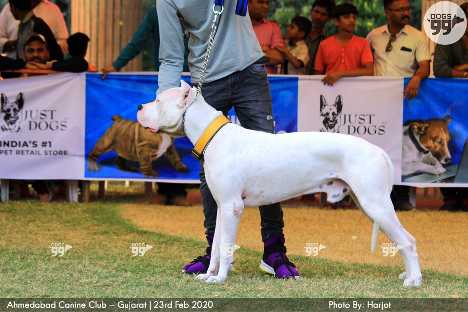 Ahmedabad Dog Show 2020 347 Dog Shows