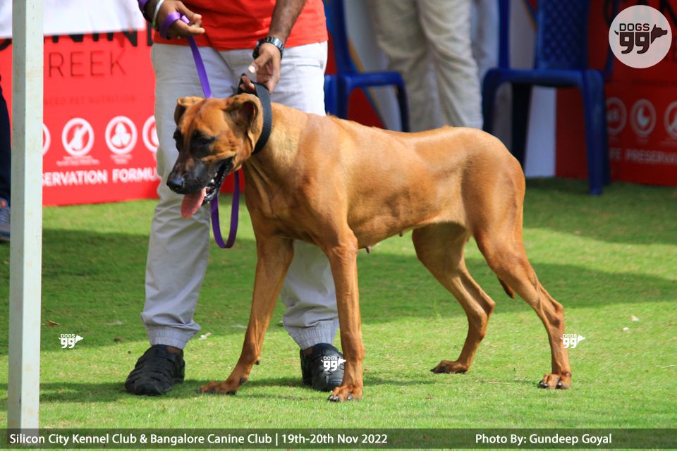Bangalore Dog Show Day 1 2022 474 Dog Shows