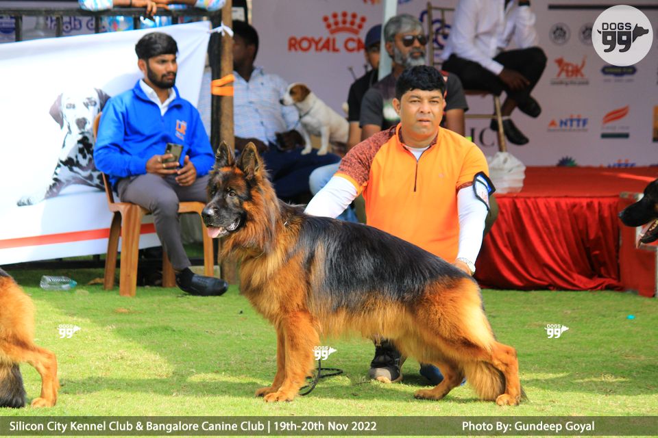 Bangalore Dog Show Day 1 2022 474 Dog Shows