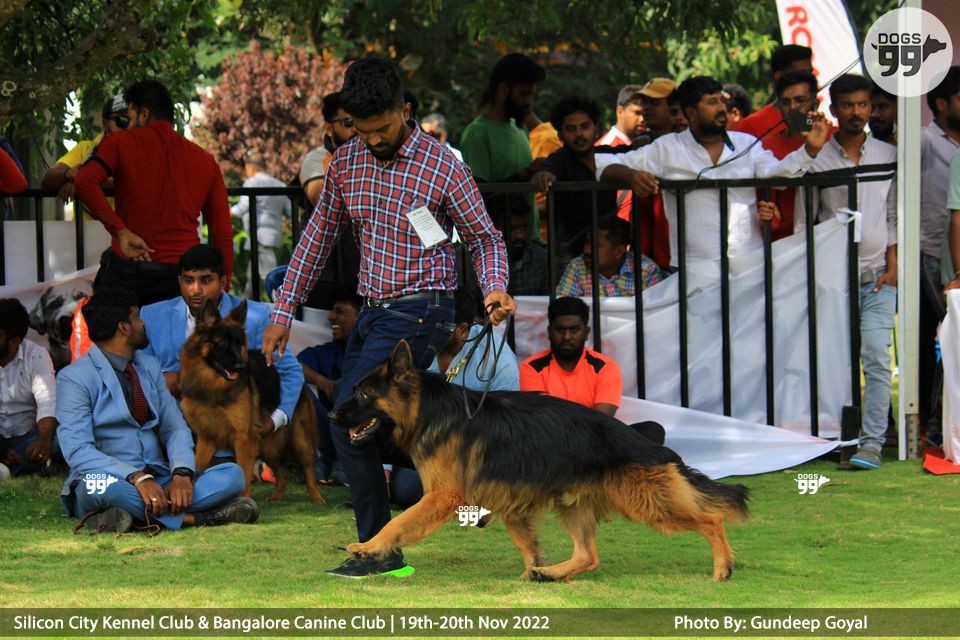 Bangalore Dog Show Day 1 2022 474 Dog Shows