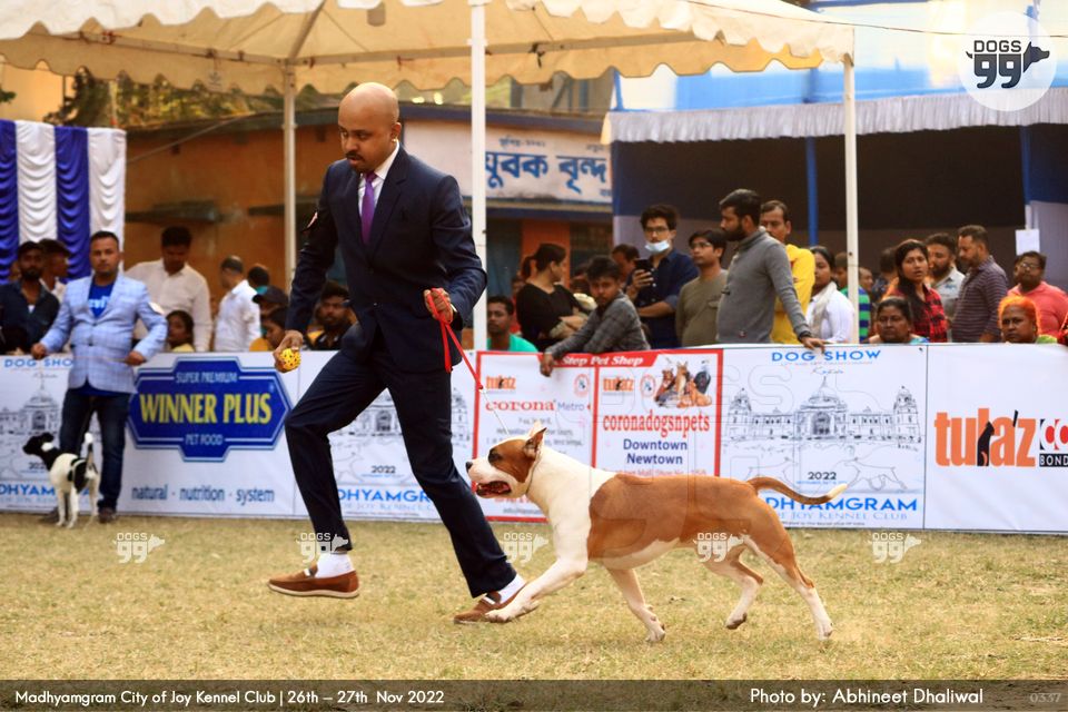 Madhyamgram Dog Show Kolkata 2022 482 Dog Shows